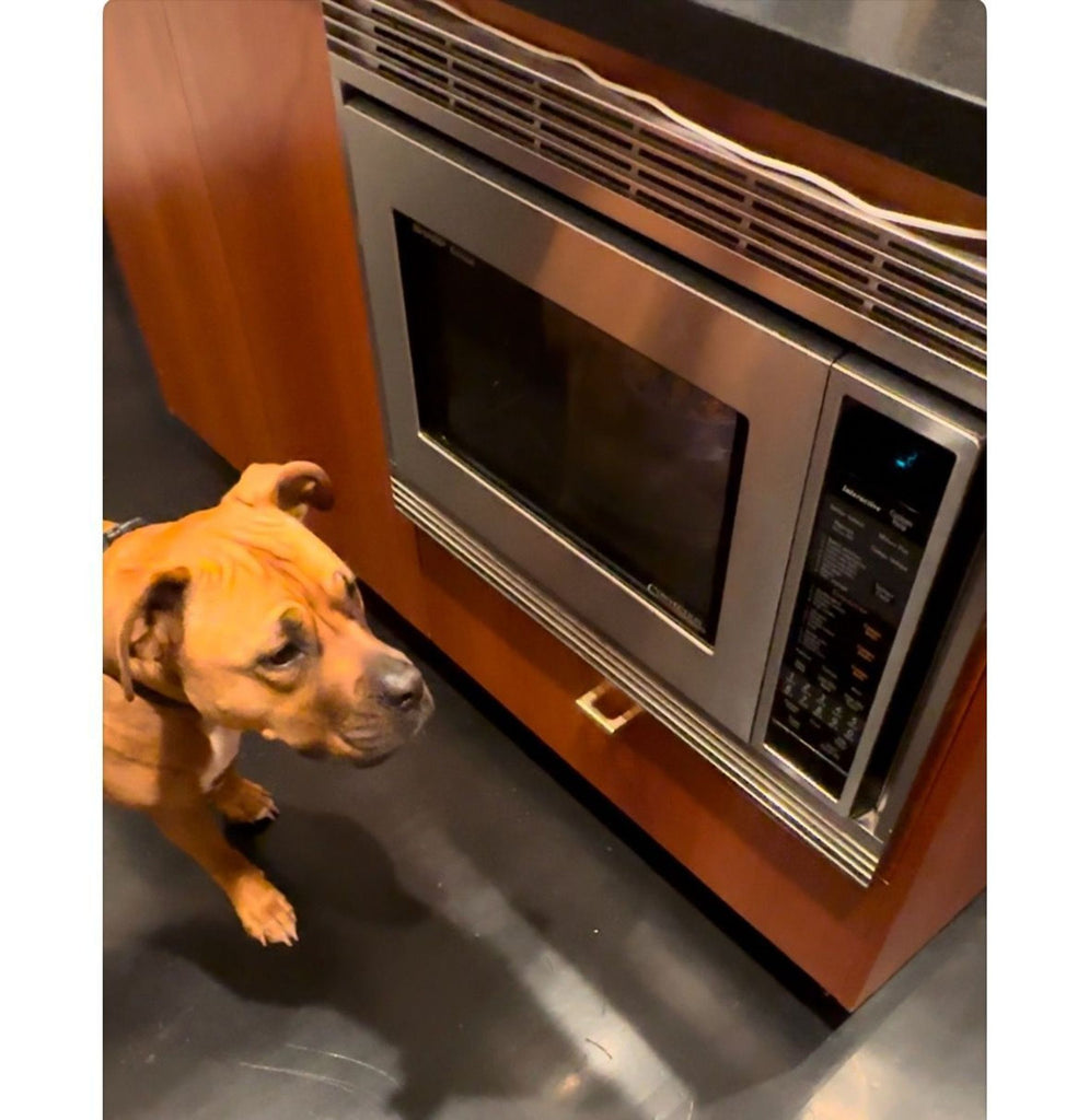 a dog standing in front of a microwave oven 