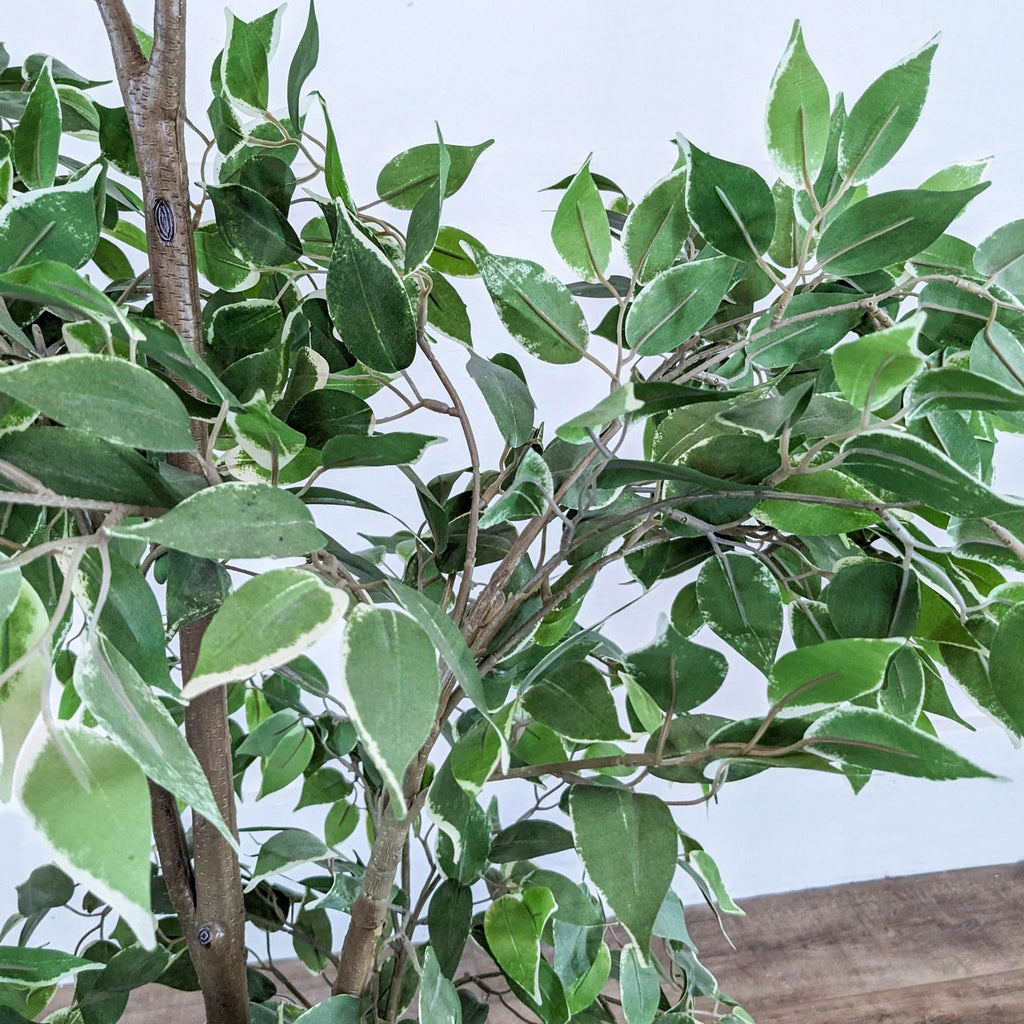 Close-up of variegated ficus leaves and branches.