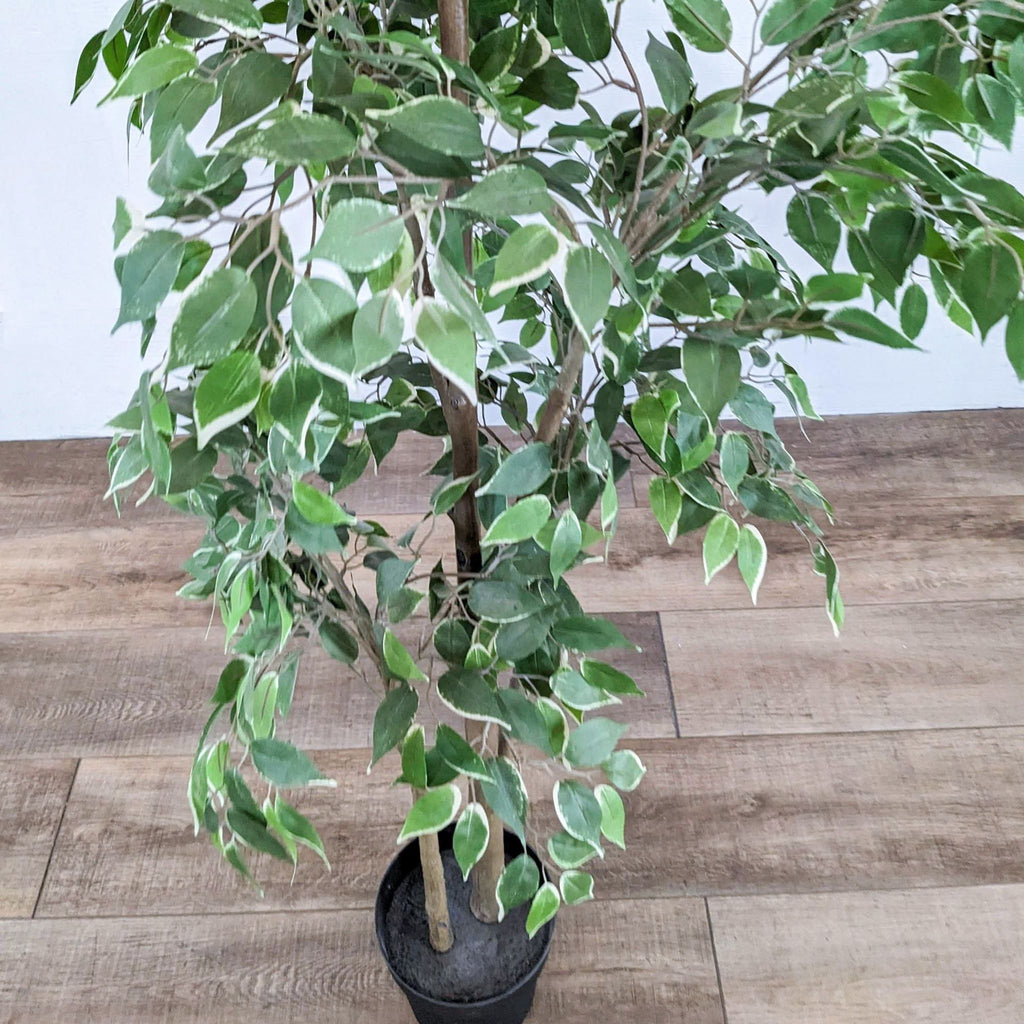 Ficus tree with detailed leaves in a black pot.