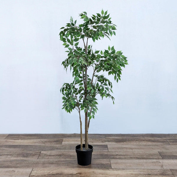 Faux variegated ficus tree in a black pot on wooden floor.
