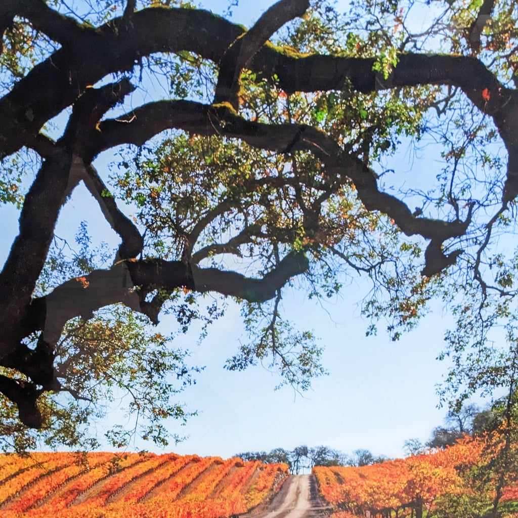 Close-up of a vineyard view with a large tree and vibrant autumn colors.