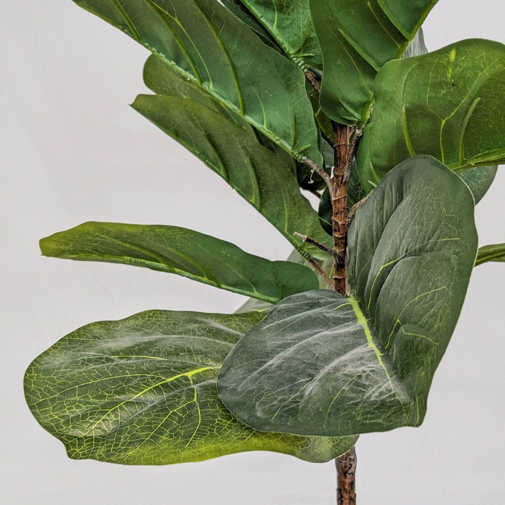 Close-up of artificial fiddle fig tree leaves, showing detailed texture.