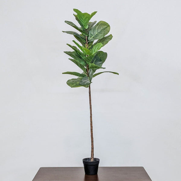 Artificial fiddle fig tree in a black planter, standing nearly 5 feet tall.