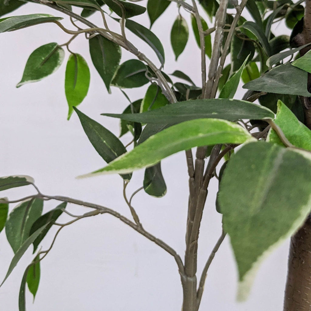a close up of a small tree with green leaves