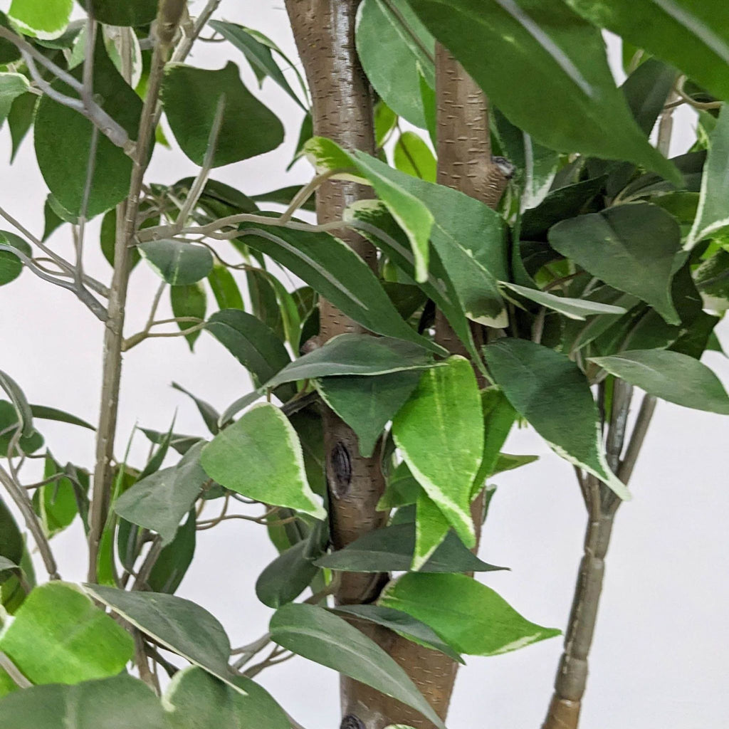 a close up of a tree with green leaves