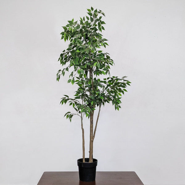 a small potted plant on a table.