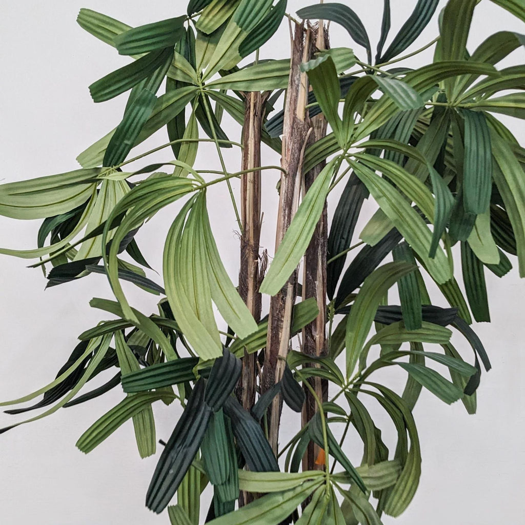 a plant with long green leaves
