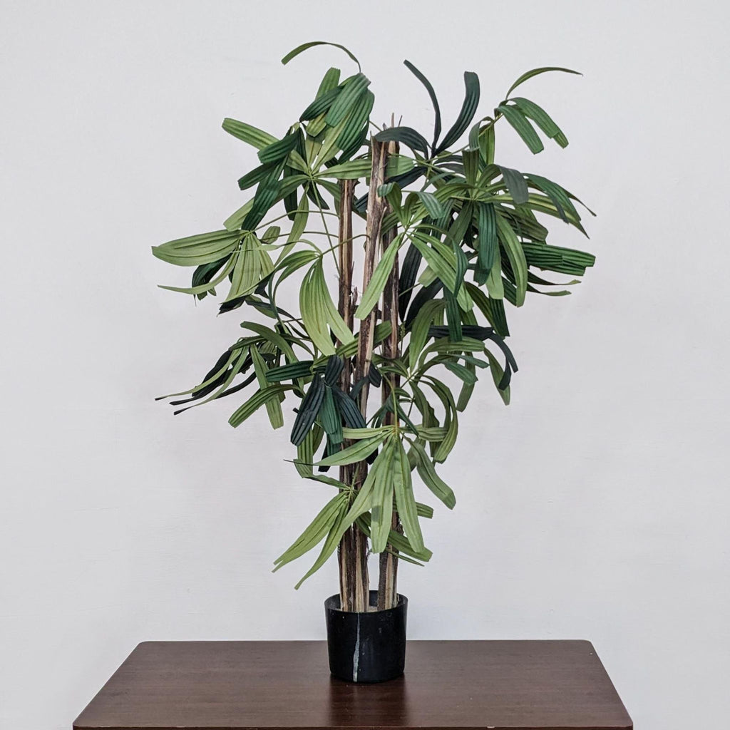 a potted plant sitting on top of a wooden table.
