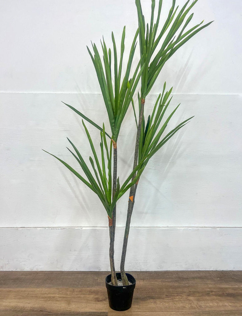 a large potted palm tree with a large stem.