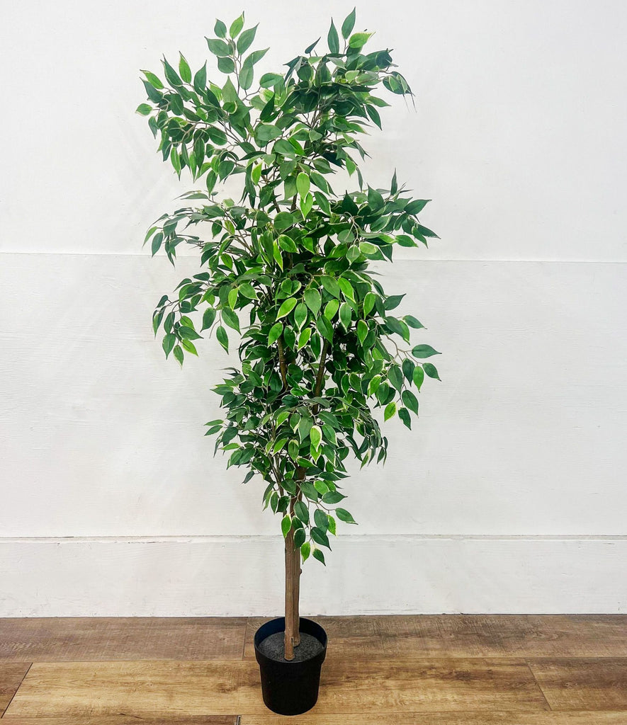 Artificial Ficus Tree 5’5” tall in a black pot by Reperch.