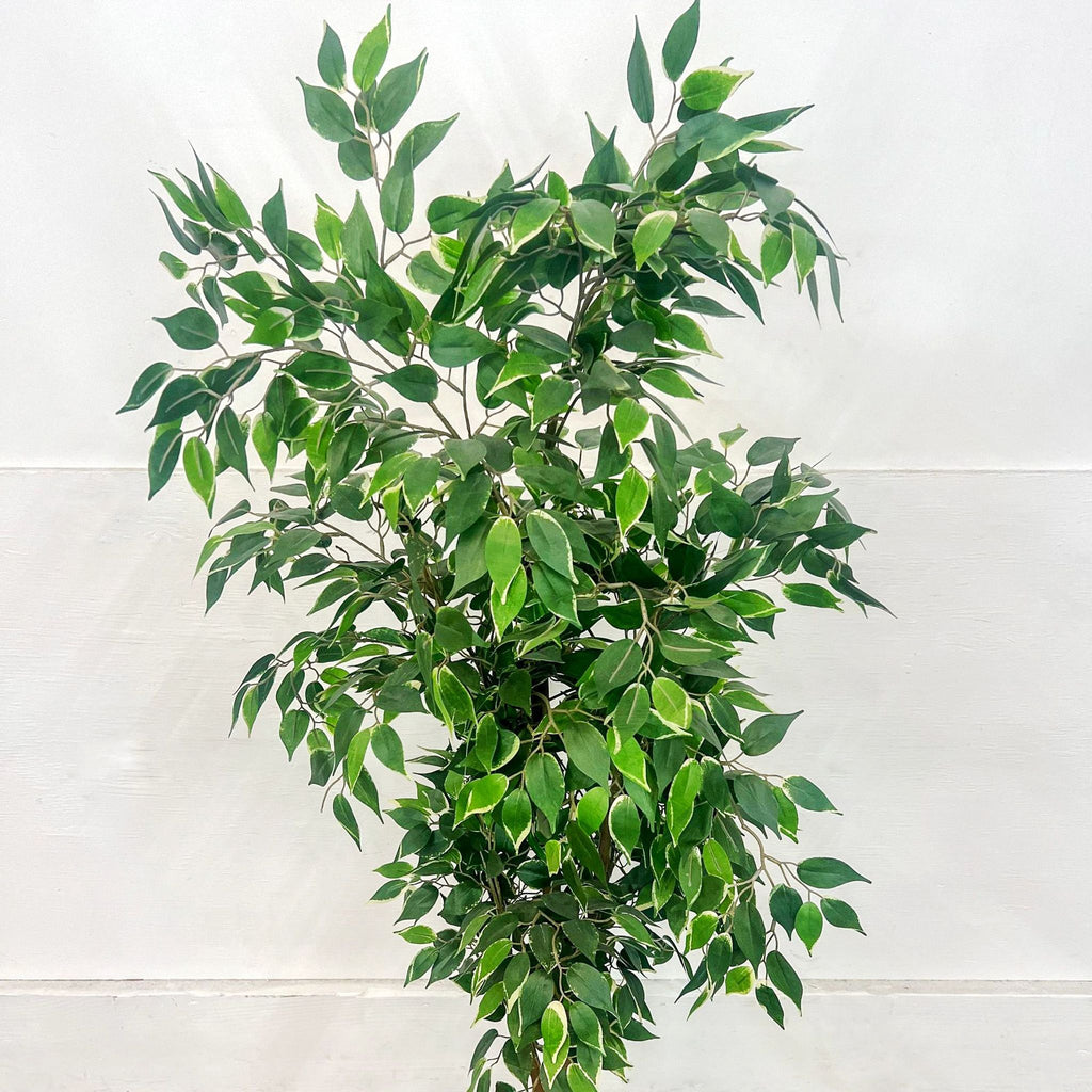 Lush green leaves of a 5’5” artificial Ficus Tree in black pot.