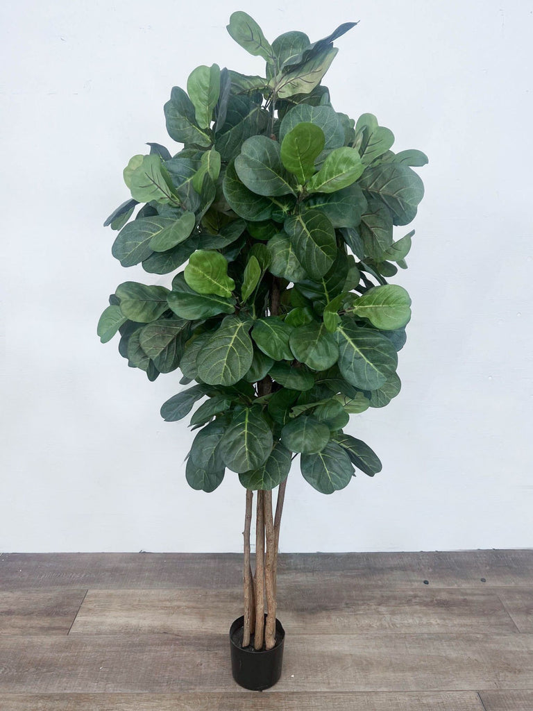 the potted ficus elastica plant