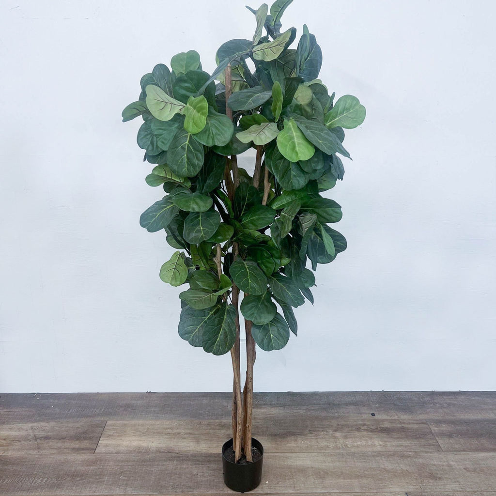 the potted ficus elastica plant