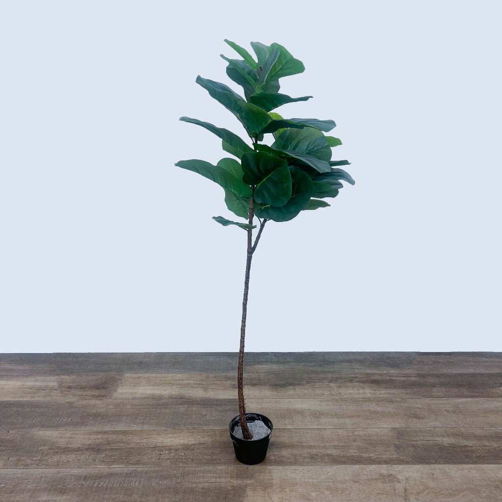 Tall artificial fiddle leaf fig tree in minimalist setting.