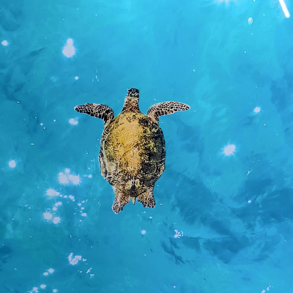 “Flying Honu” Photographic Prrint by Andrew Shoemaker - Accepted Offer (20.63% discount)