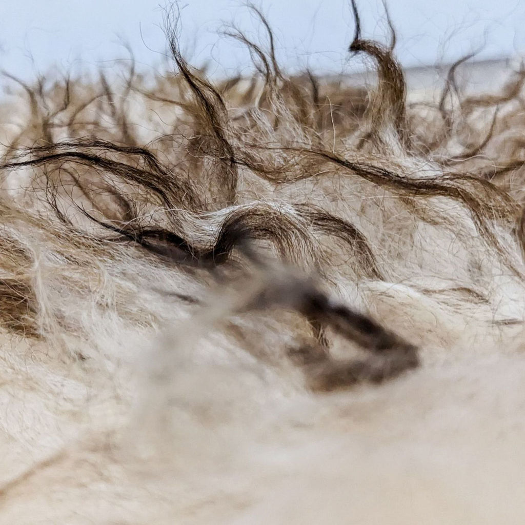 Detailed view of Icelandic Sheepskin Hide's wavy fibers, highlighting natural pattern.