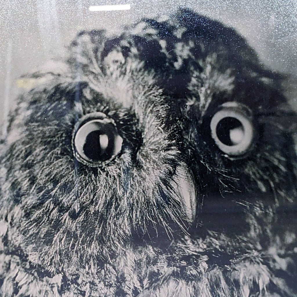 Close-up of a sepia owl print showing detailed feathers and intense eyes in a Reperch frame.