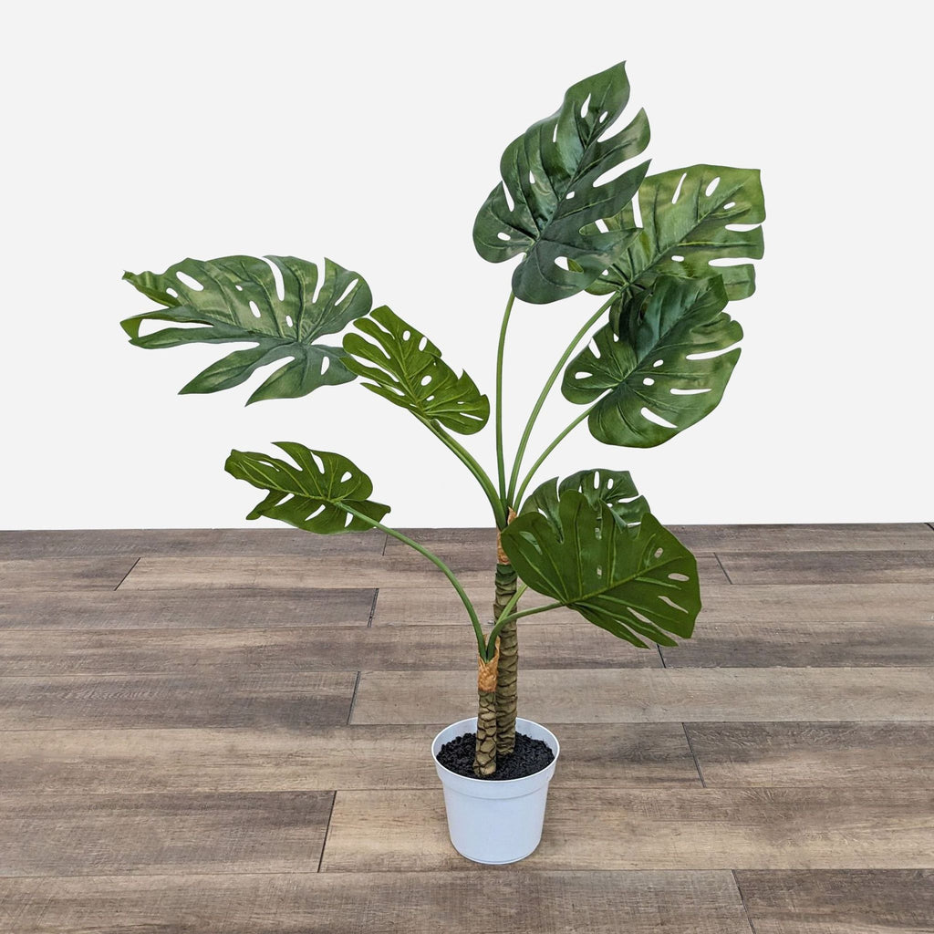 the potted plant - large indoor plant