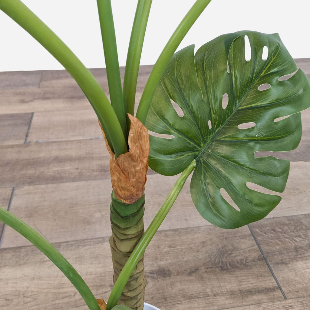a large green leaf of a plant with a large green leaf.
