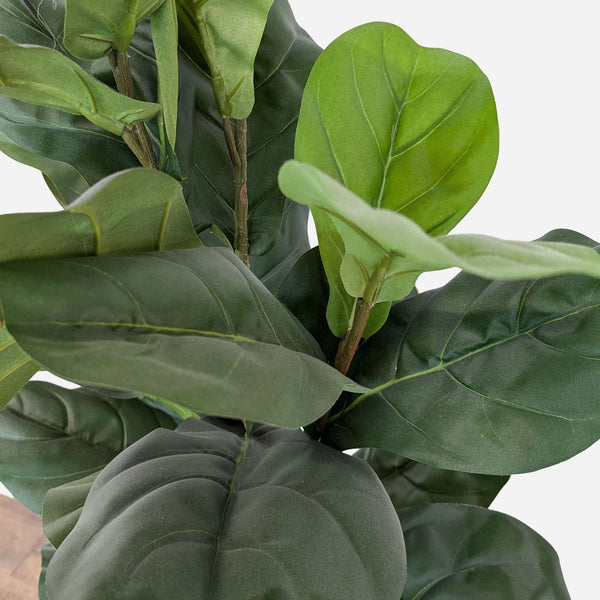 the potted houseplants are the best plants for your home. they are easy to grow