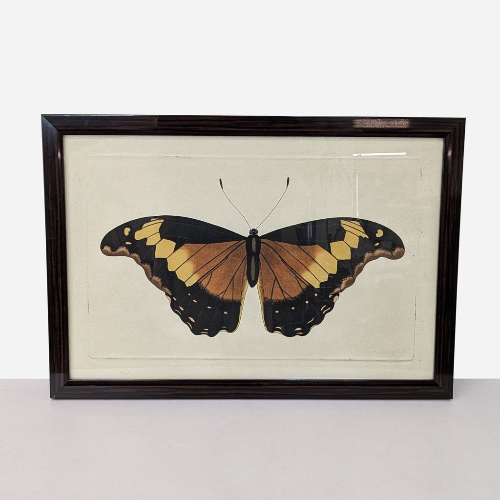 vintage butterfly framed print of a butterfly