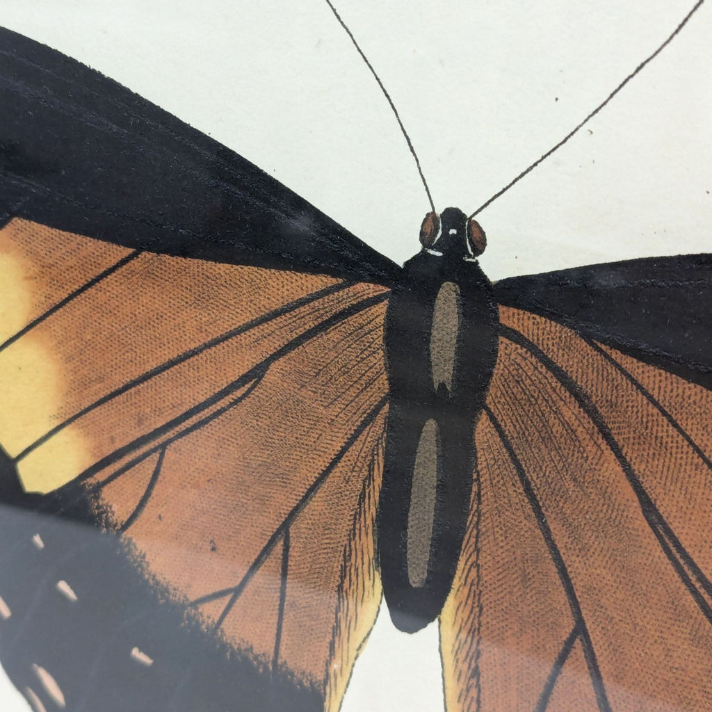 a close up of a butterfly with wings