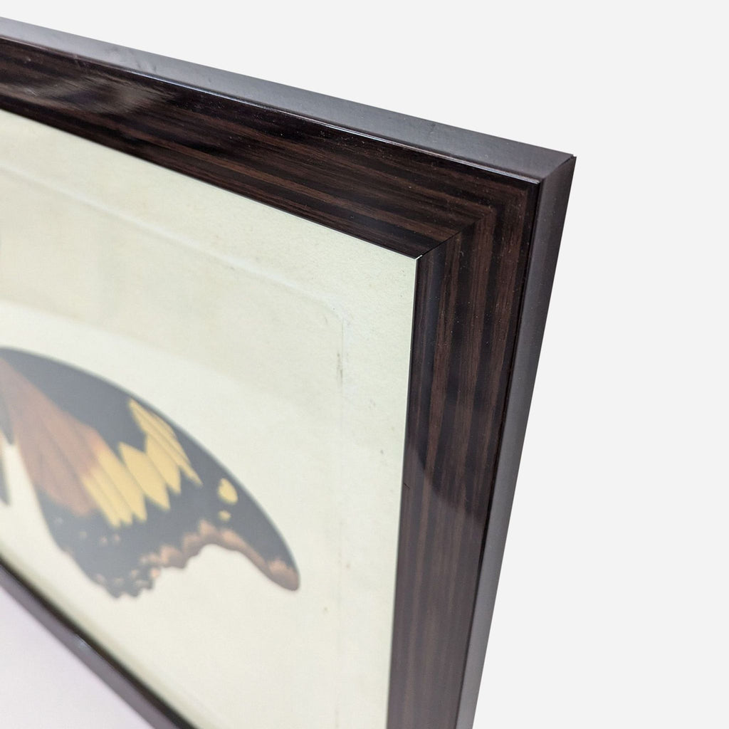 Framed “Naturalists Moth VII” from HD Buttercup