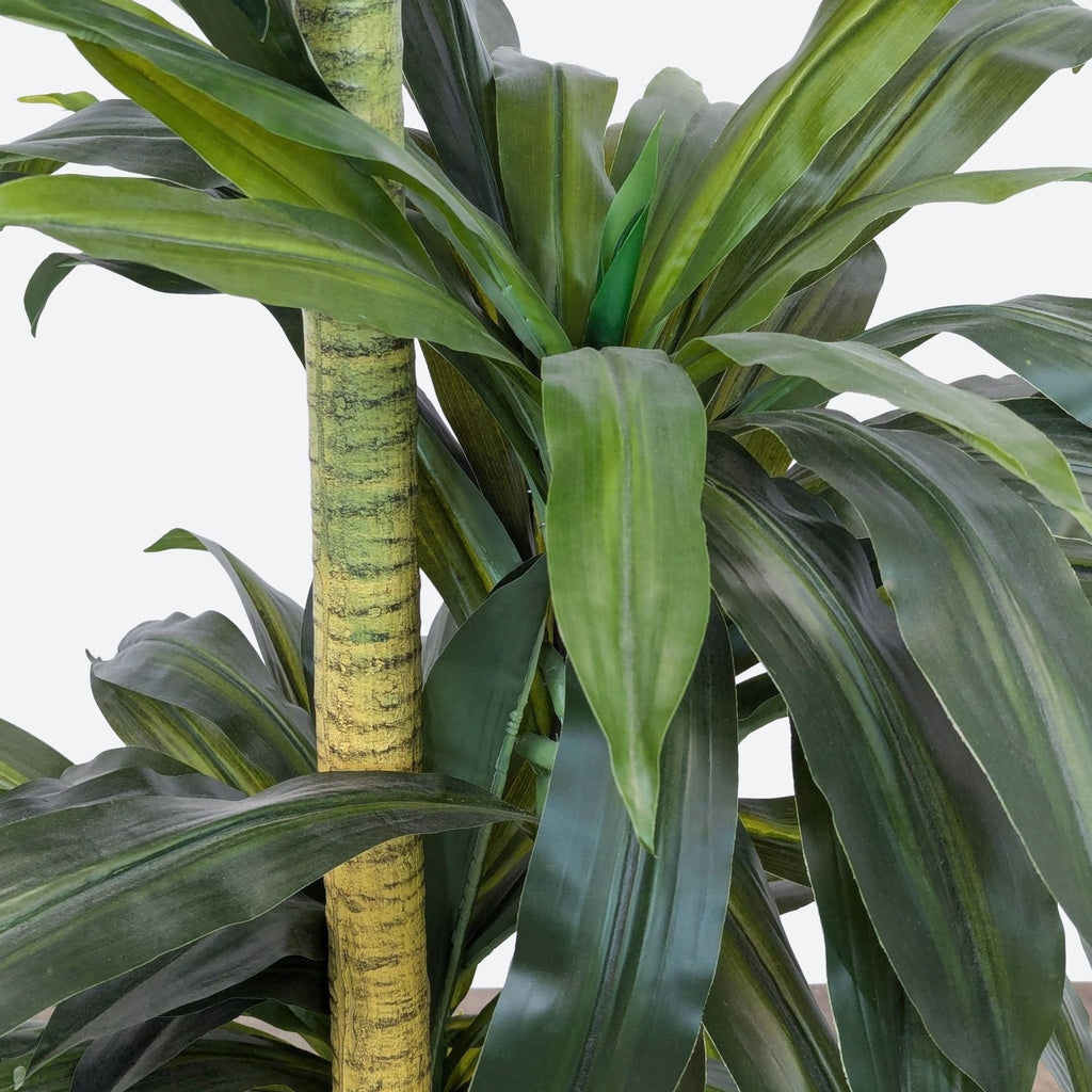 a tall plant with a long, thin trunk and a long thin trunk.