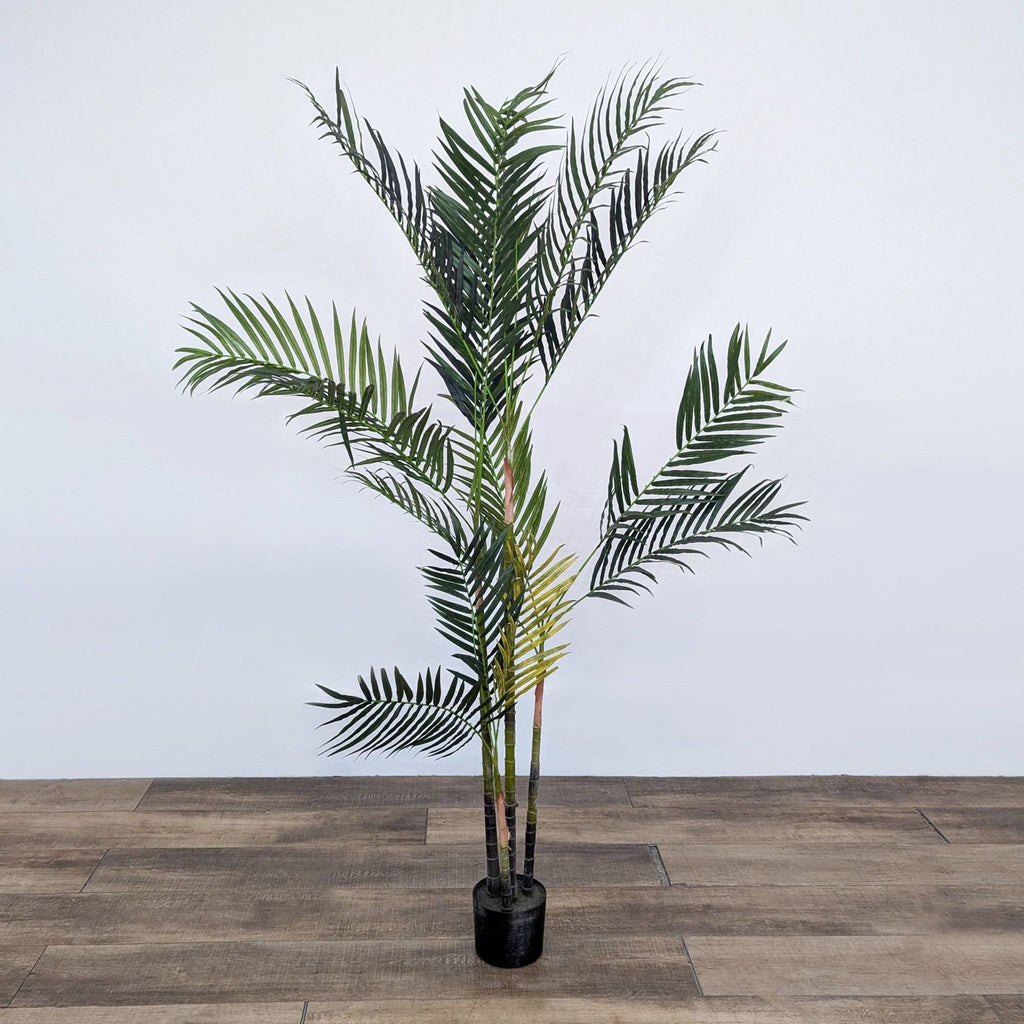 palm tree in a black pot