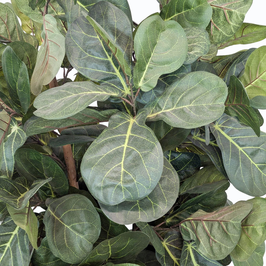 a close up of a green plant