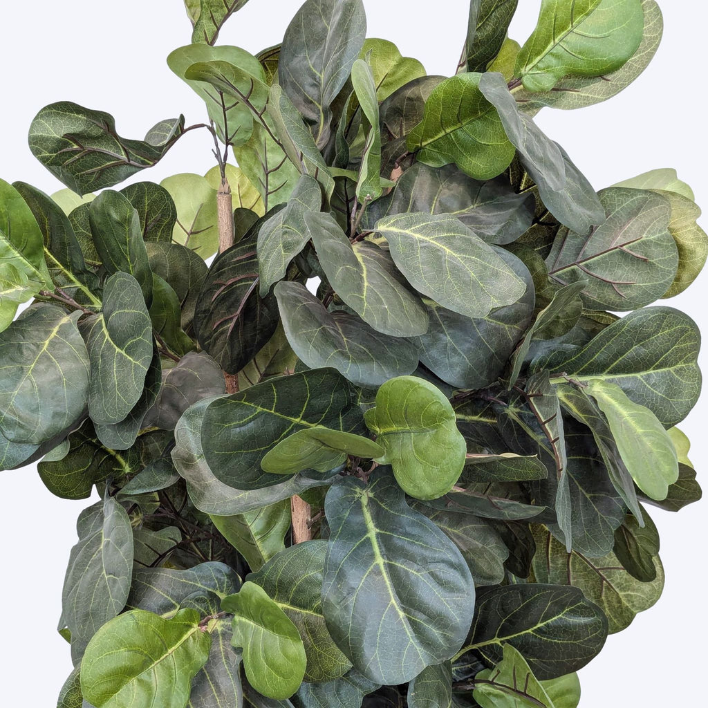 a large green plant with large leaves