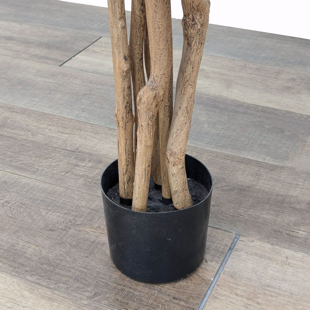 a large wooden plant in a black pot