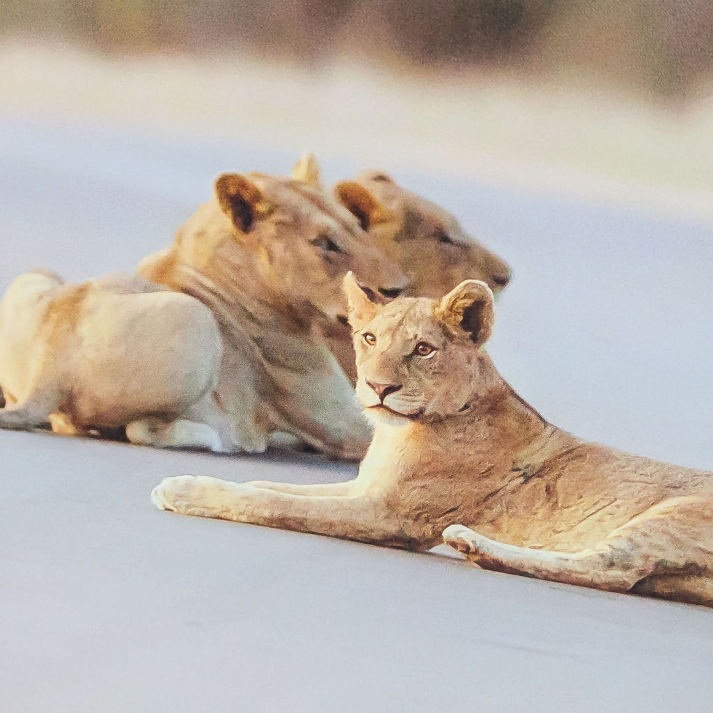 Framed Limited Edition Photo “Lion Pride”  by Ozkan Ozmen