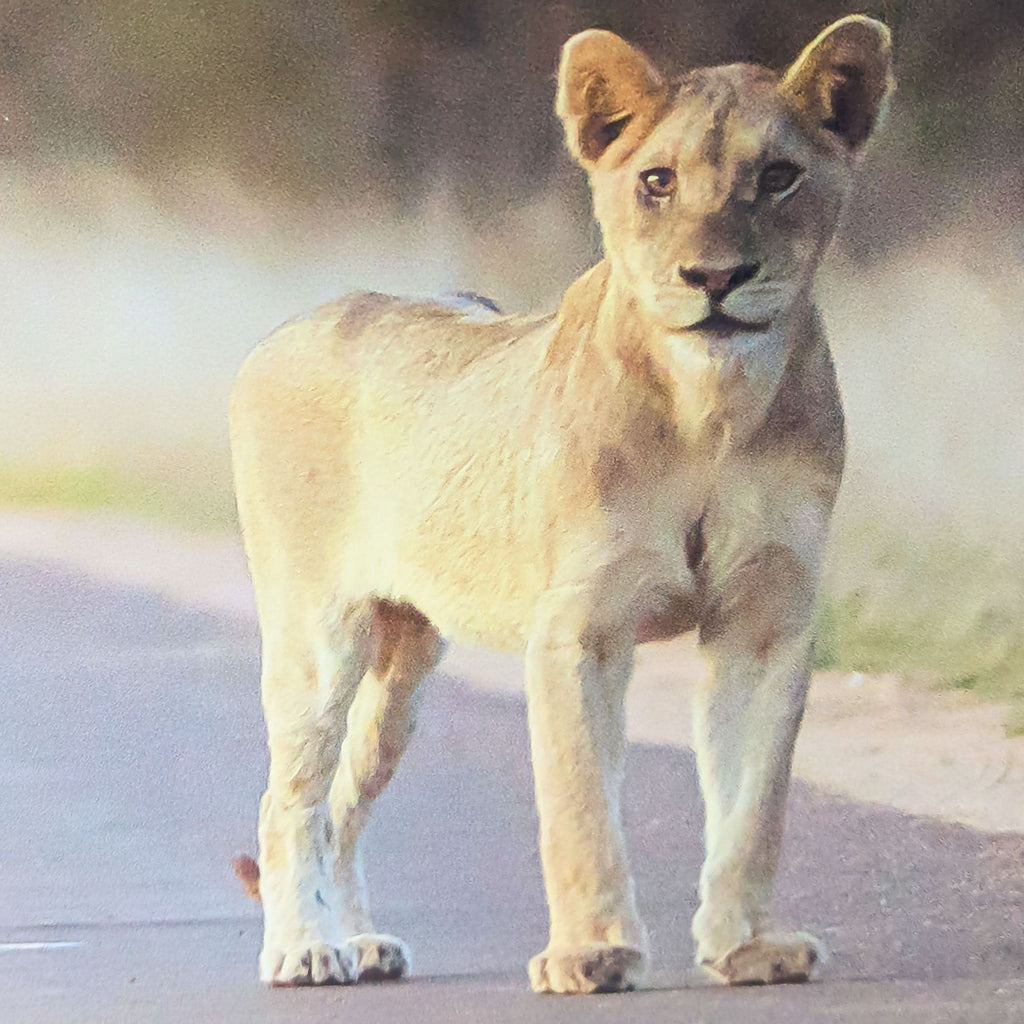 a young lion cub stands on a road in the okavango delta, botswana.