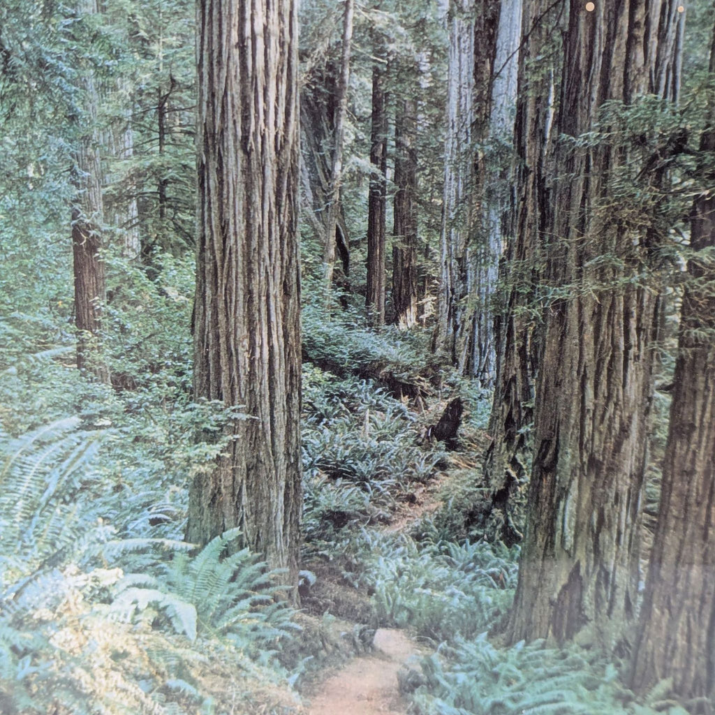 the redwoods are a common sight in the redwoods.