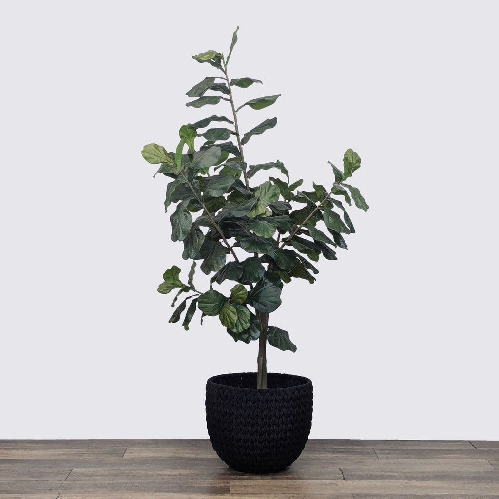Potted plant with dark green leaves in a textured black pot on wooden flooring.