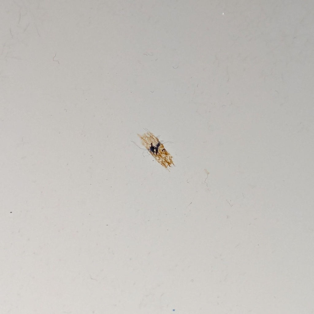 West Elm Audrey Modern Desk