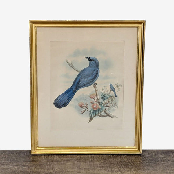 Framed art print featuring detailed illustrations of birds perched on a branch.  