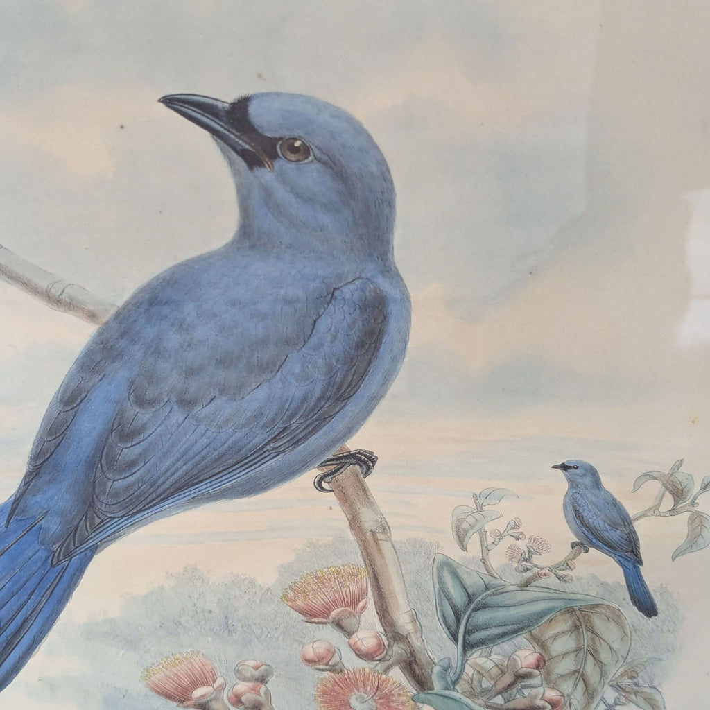 Gold-framed drawing of birds sitting on a branch, suitable for home decor.  