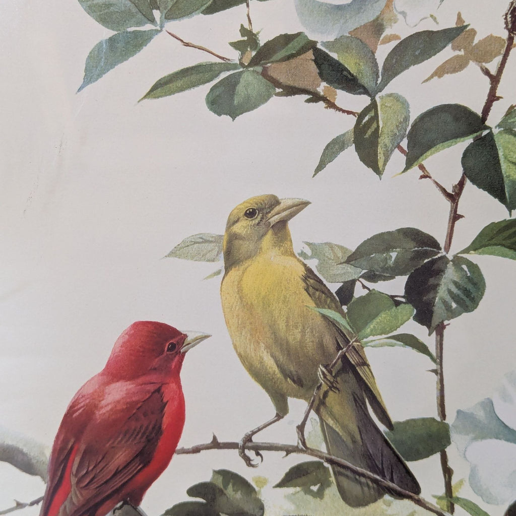 3. Detailed view showing a red male and yellow female summer tanager perched among green leaves and white flowers.