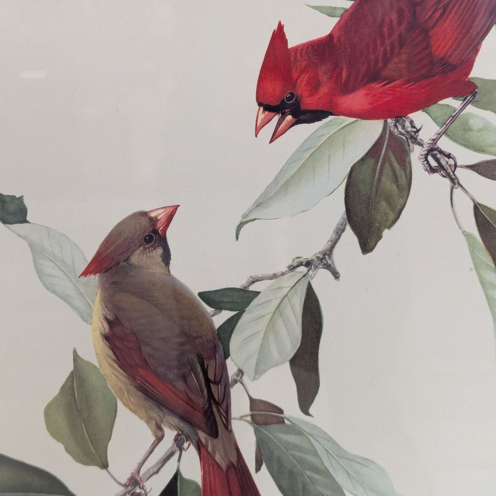 Framed Art Print Titled Cardinal by  Roger Tory Peterson