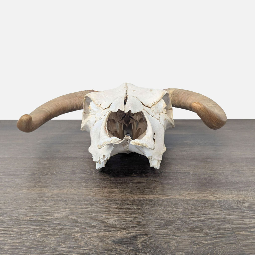 Hereford Bull Skull