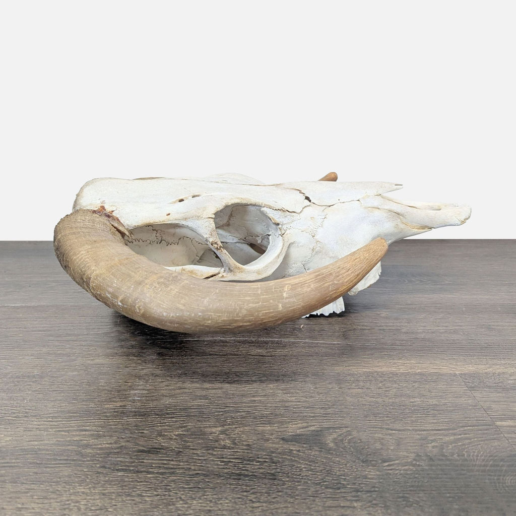 Hereford Bull Skull - Accepted Offer (33.33% discount)