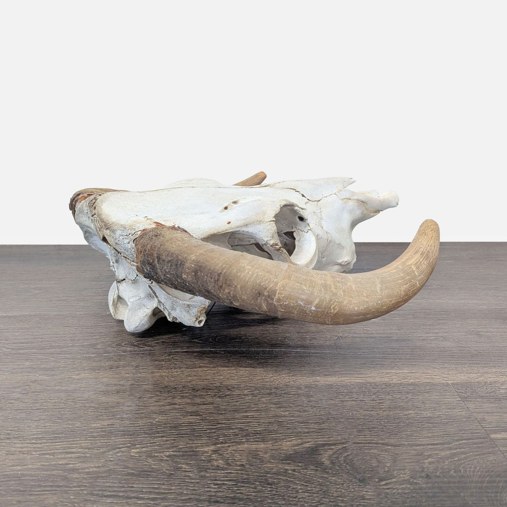 Hereford Bull Skull - Accepted Offer (33.33% discount)