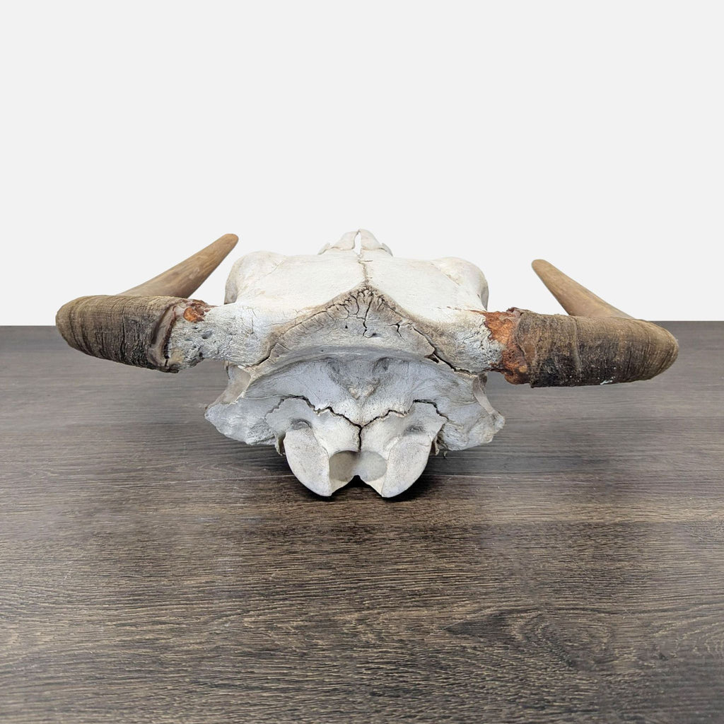 Hereford Bull Skull