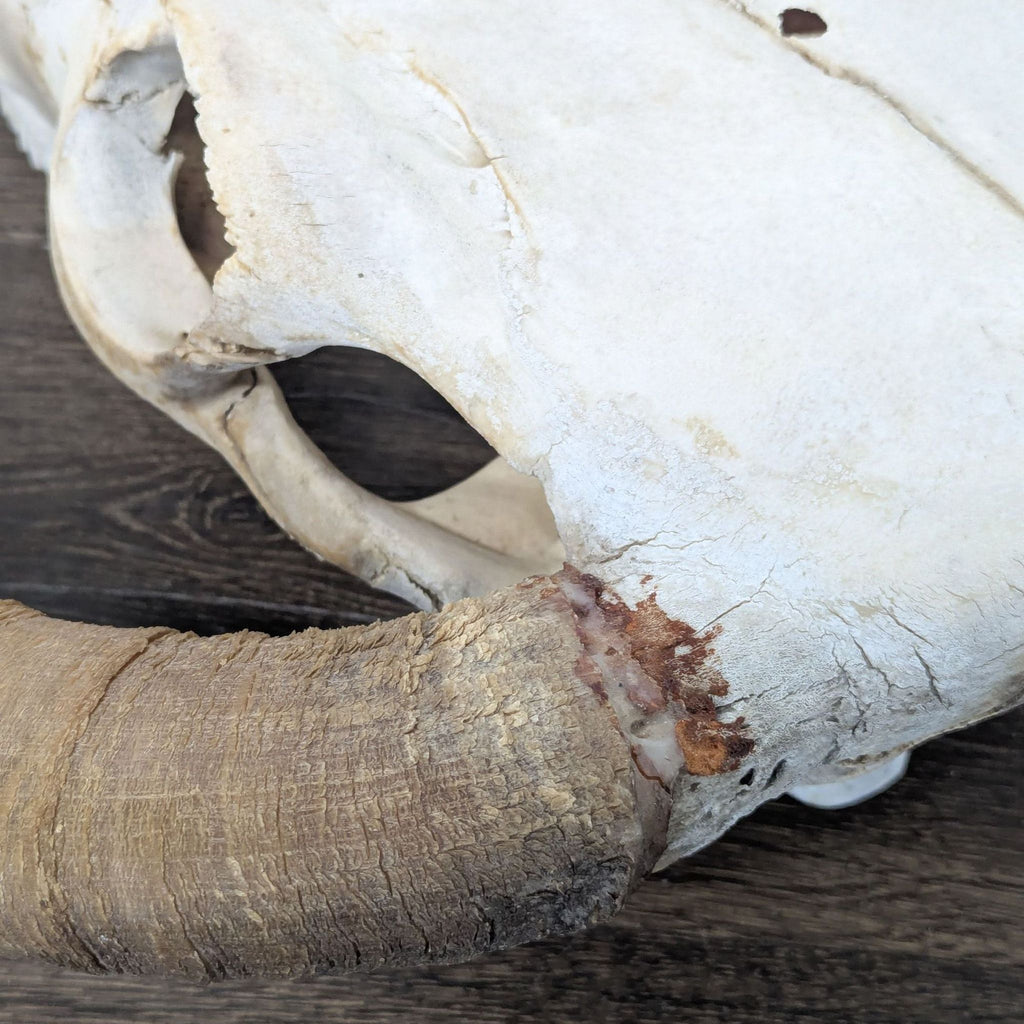 Hereford Bull Skull - Accepted Offer (33.33% discount)