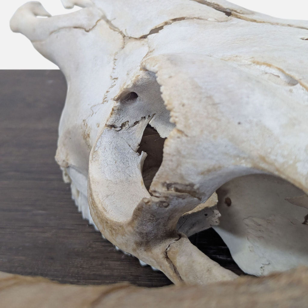 Hereford Bull Skull - Accepted Offer (33.33% discount)