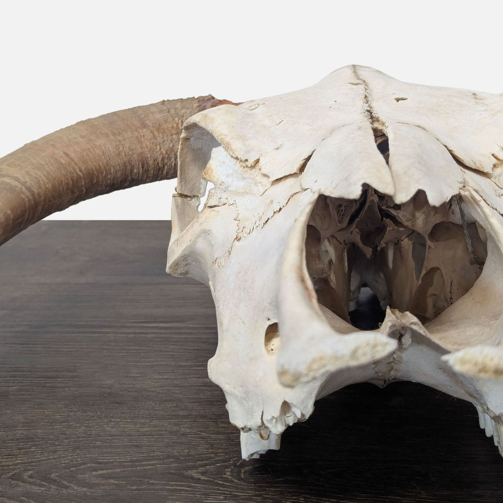 Hereford Bull Skull