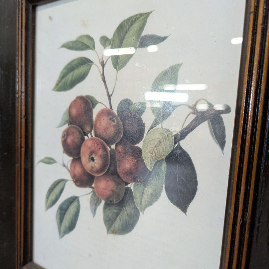 Set of 3 Framed Fruit Botanical Prints - Classic Wall Art