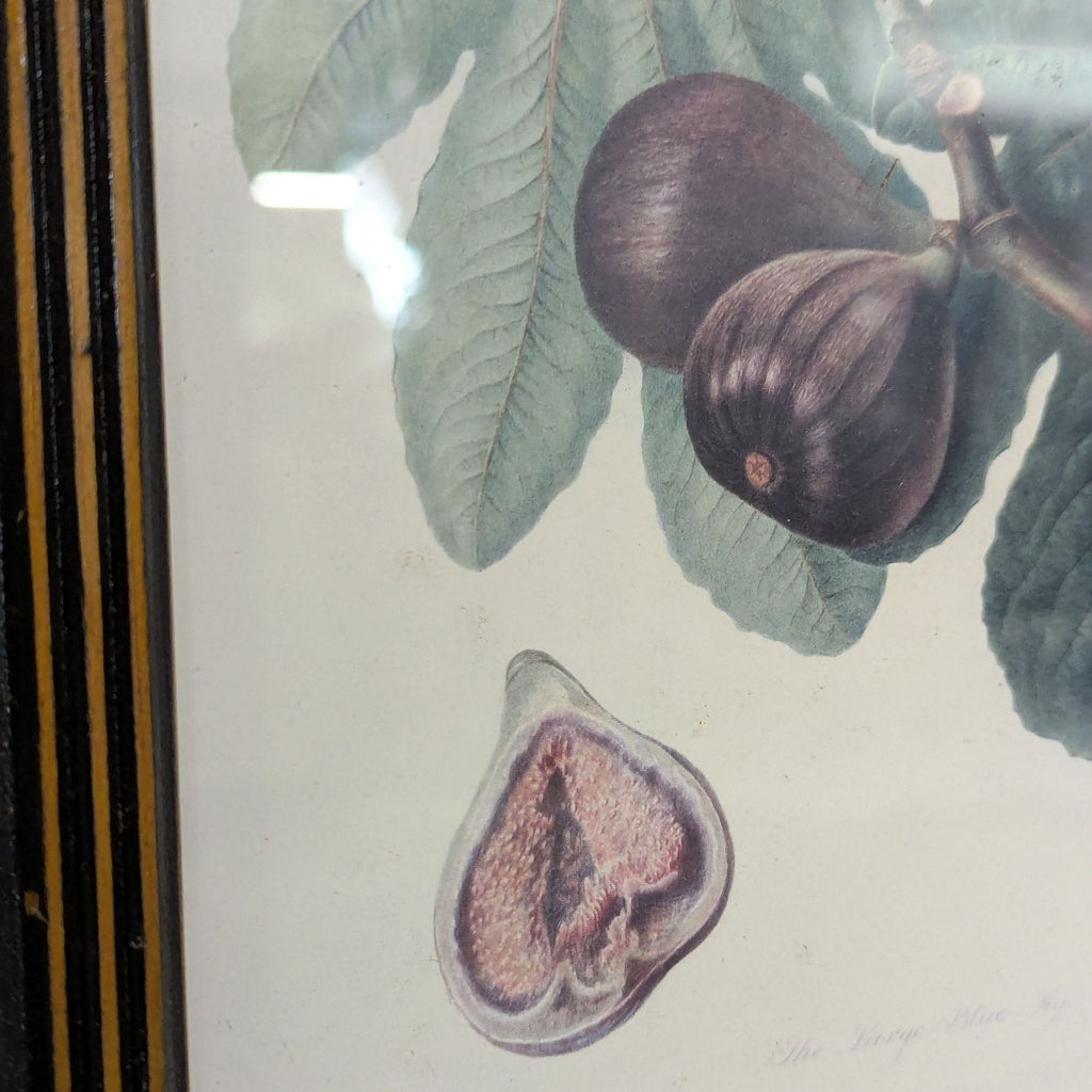 Trio of botanical fruit prints in dark brown trimmed frames, ideal for classic home decor, ready to hang.